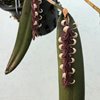 Pleurothallis strupifolia (8)